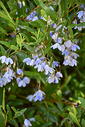 Australian Bluebell Creeper (Billardiera heterophylla) at Lakeshore Garden Centres