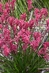Bush Elegance Kangaroo Paw (Anigozanthos 'Bush Elegance') at Lakeshore Garden Centres
