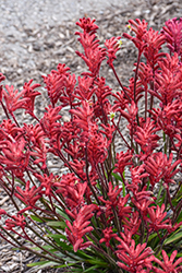 Bush Crystal Kangaroo Paw (Anigozanthos 'Bush Crystal') at Lakeshore Garden Centres