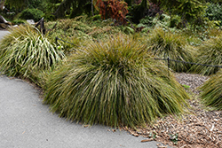 Breeze Dwarf Mat Rush (Lomandra longifolia 'LM300') at Lakeshore Garden Centres