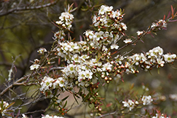 Broom Tea-Tree (Leptospermum scoparium) at Lakeshore Garden Centres