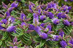 Autumn Glory Hebe (Hebe 'Autumn Glory') at Lakeshore Garden Centres