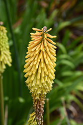 Torchlily (Kniphofia uvaria) at Lakeshore Garden Centres