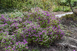 Petite Butterfly Sweet Pea Shrub (Polygala fruticosa 'Petite Butterfly') at Lakeshore Garden Centres