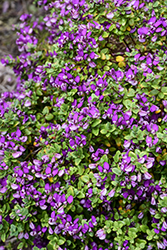 Petite Butterfly Sweet Pea Shrub (Polygala fruticosa 'Petite Butterfly') at Lakeshore Garden Centres