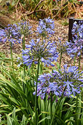 Peter Pan Agapanthus (Agapanthus africanus 'Peter Pan') at Lakeshore Garden Centres