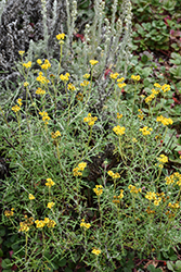 Seaside Wooly Sunflower (Eriophyllum staechadifolium) at Lakeshore Garden Centres
