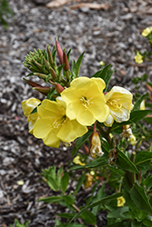 Tall Evening Primrose (Oenothera elata) at Lakeshore Garden Centres