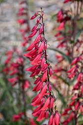 Firecracker Penstemon (Penstemon eatonii) at Lakeshore Garden Centres