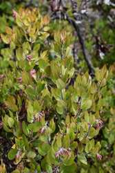 Rose's Manzanita (Arctostaphylos crustacea ssp. rosei) at Lakeshore Garden Centres
