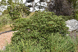Santa Catalina Island Manzanita (Arctostaphylos catalinae) at Lakeshore Garden Centres
