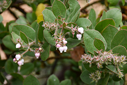 Santa Catalina Island Manzanita (Arctostaphylos catalinae) at Lakeshore Garden Centres