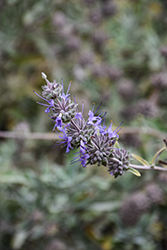 Sonoma Sage (Salvia sonomensis) at Lakeshore Garden Centres