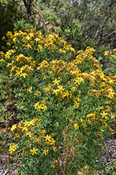 Western St. John's Wort (Hypericum scouleri) at Lakeshore Garden Centres