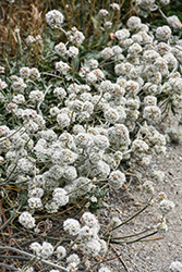 Santa Cruz Island Buckwheat (Eriogonum arborescens) at Stonegate Gardens