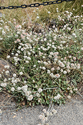 Santa Cruz Island Buckwheat (Eriogonum arborescens) at Lakeshore Garden Centres