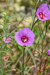 Presidio Clarkia (Clarkia franciscana) at Lakeshore Garden Centres