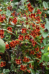 Jelly Bean Fiesta Marigold Monkeyflower (Mimulus 'Jelly Bean Fiesta Marigold') at Stonegate Gardens