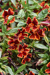 Jelly Bean Fiesta Marigold Monkeyflower (Mimulus 'Jelly Bean Fiesta Marigold') at Lakeshore Garden Centres