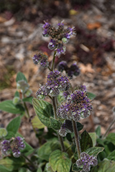 California Phacelia (Phacelia californica) at Lakeshore Garden Centres