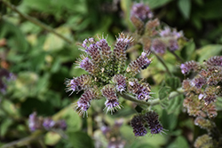 California Phacelia (Phacelia californica) at Lakeshore Garden Centres