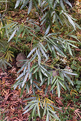 Santa Cruz Island Ironwood (Lyonothamnus floribundus ssp. aspleniifolius) at Lakeshore Garden Centres