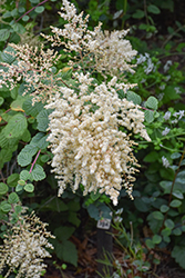 Oceanspray (Holodiscus discolor) at Lakeshore Garden Centres