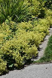 Auslese Lady's Mantle (Alchemilla mollis 'Auslese') at Lakeshore Garden Centres