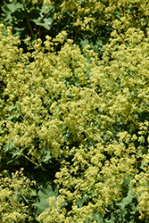 Auslese Lady's Mantle (Alchemilla mollis 'Auslese') at Lakeshore Garden Centres
