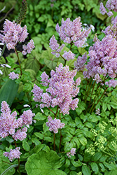 Ice Cream Astilbe (Astilbe x arendsii 'Ice Cream') at Lakeshore Garden Centres