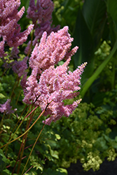 Look At Me Astilbe (Astilbe x arendsii 'Look At Me') at Lakeshore Garden Centres