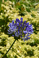 Storm Cloud Agapanthus (Agapanthus 'Storm Cloud') at Lakeshore Garden Centres