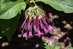 Purple Tube Flower (Iochroma cyaneum) at Lakeshore Garden Centres