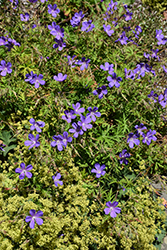 Orion Cranesbill (Geranium 'Orion') at Lakeshore Garden Centres