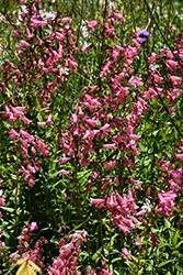 Bejeweled Pink Pearls Beard Tongue (Penstemon barbatus 'Pink Pearls') at Lakeshore Garden Centres