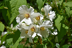 Belle Etoile Mockorange (Philadelphus x lemoinei 'Belle Etoile') at Lakeshore Garden Centres