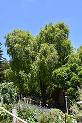 Mayten Tree (Maytenus boaria) at Stonegate Gardens