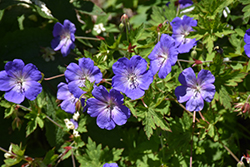 Brookside Cranesbill (Geranium 'Brookside') at Lakeshore Garden Centres