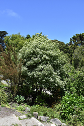 Irene Patterson Kohuhu (Pittosporum tenuifolium 'Irene Patterson') at Lakeshore Garden Centres