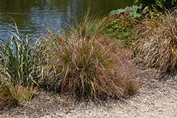New Zealand Hair Sedge (Carex testacea) at Stonegate Gardens
