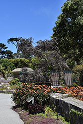 After Dark Agonis (Agonis flexuosa 'After Dark') at Lakeshore Garden Centres