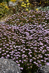 Pink Ice Candytuft (Iberis 'Pink Ice') at Lakeshore Garden Centres