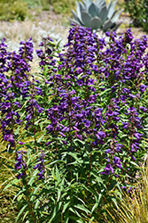 Rock Candy Purple Beard Tongue (Penstemon 'Balrocurp') at Lakeshore Garden Centres