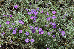 Silver Geranium (Geranium harveyi) at Lakeshore Garden Centres
