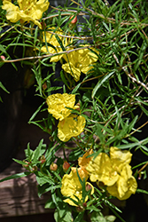 Hartweg's Sundrops (Calylophus hartwegii) at Lakeshore Garden Centres