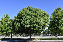 Chinese Pistache (Pistacia chinensis) at Lakeshore Garden Centres
