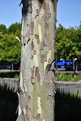 California Sycamore (Platanus racemosa) at Stonegate Gardens