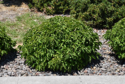 Kelsey Dogwood (Cornus sericea 'Kelseyi') at Lakeshore Garden Centres