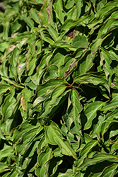 Kelsey Dogwood (Cornus sericea 'Kelseyi') at Lakeshore Garden Centres