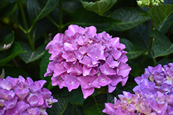 Cityline Venice Dwarf Hydrangea (Hydrangea macrophylla 'Venice Raven') at Lakeshore Garden Centres